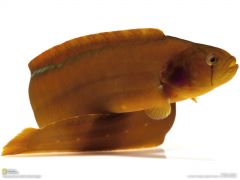 Tapeta National Geographic 289.jpg